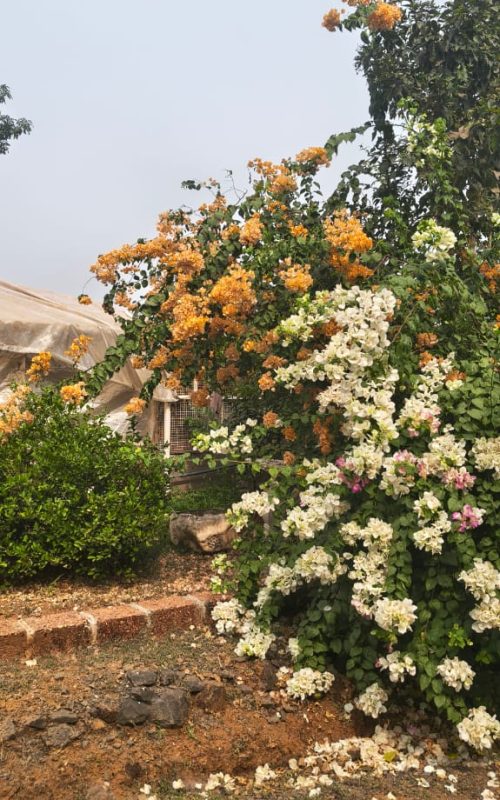 WhatsApp Image 2026-03-16 at 17.53.35 (2)