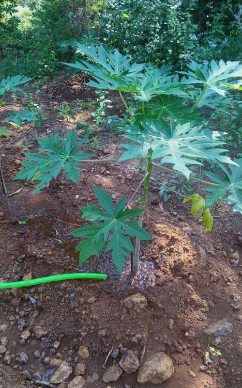 WhatsApp Image 2026-03-16 at 17.53.35