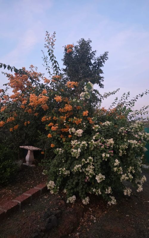 WhatsApp Image 2026-03-16 at 17.53.40