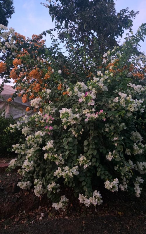 WhatsApp Image 2026-03-16 at 17.53.43