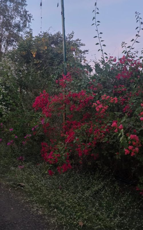 WhatsApp Image 2026-03-16 at 17.53.44 (1)