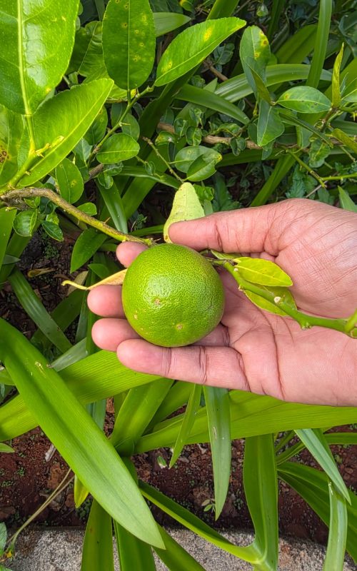 WhatsApp Image 2026-03-16 at 17.54.13 (1)