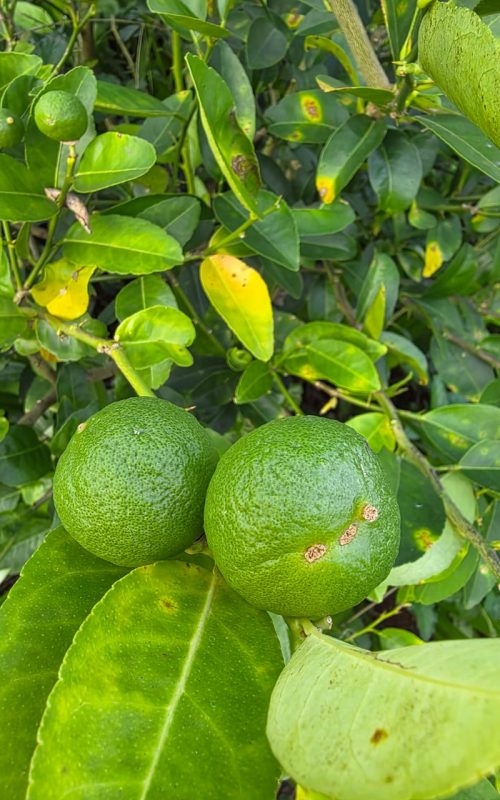 WhatsApp Image 2026-03-16 at 17.54.13 (2)