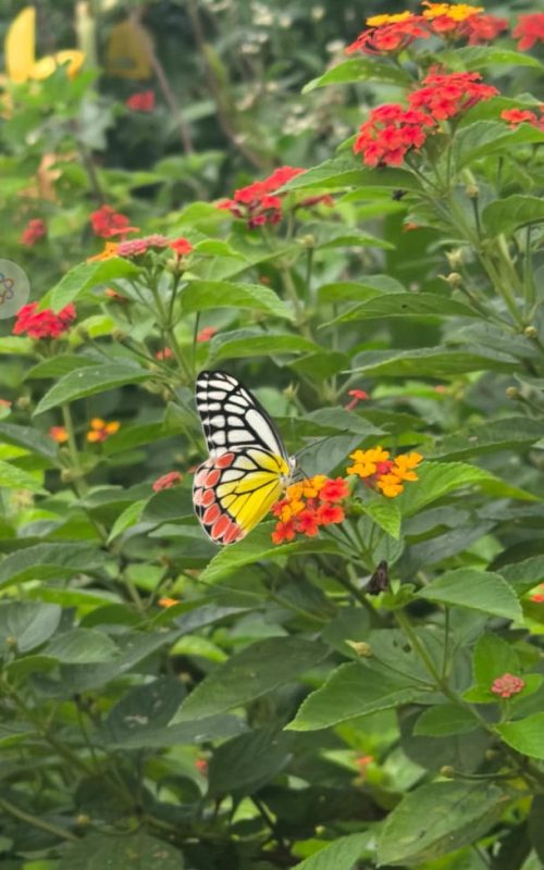 WhatsApp Image 2026-03-16 at 17.54.16 (2)