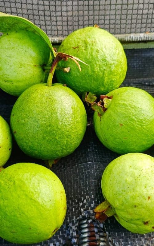 WhatsApp Image 2026-03-16 at 17.54.19 (1)