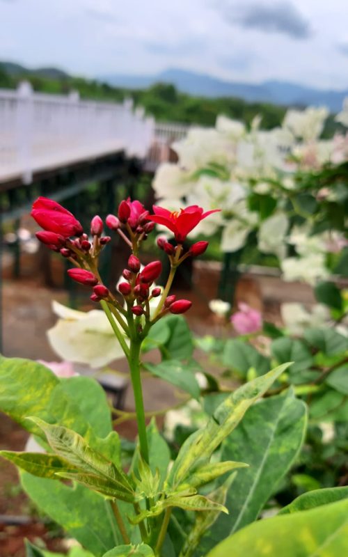 WhatsApp Image 2026-03-16 at 17.54.32 (1)